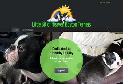 Little Bit of Heaven Boston Terriers