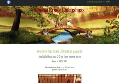 Sleepy Creek Chihuahuas