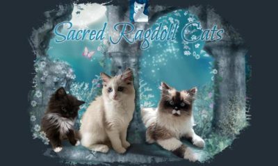 Sacred Ragdoll Cats