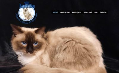 Ragdoll King