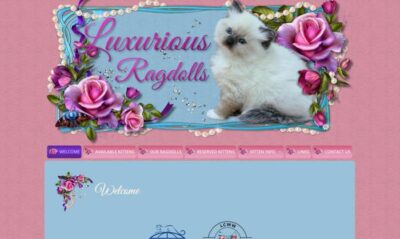 luxurious ragdolls