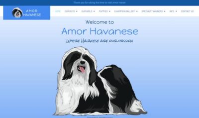 amor havanese