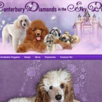 canterbury puppies