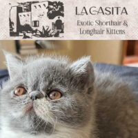 La Casita Cattery