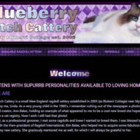 blue berry patch cattery