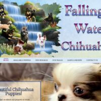 falling waters chihuahuas